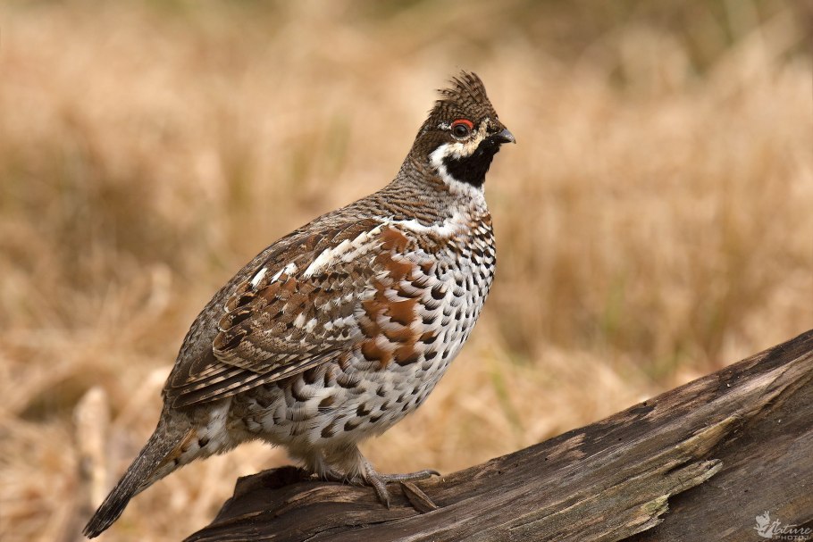 Растение рябчик роса