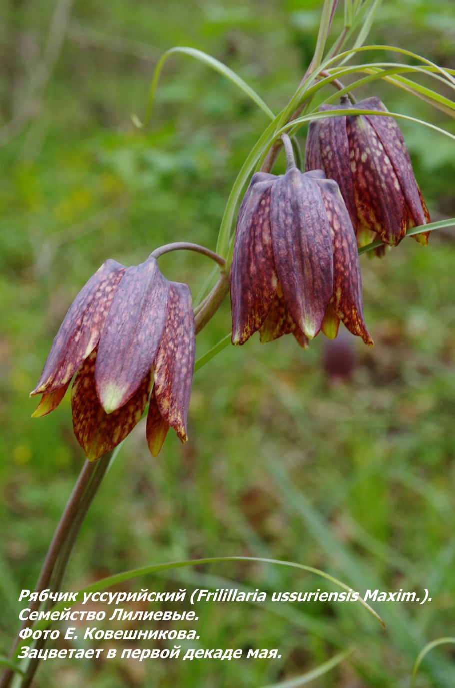 Рябчик Уссурийский ussuriensis Уссурийский