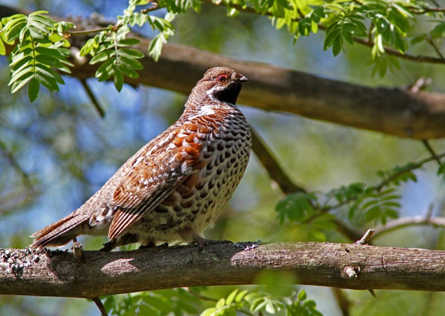 Рябчик Максимовича