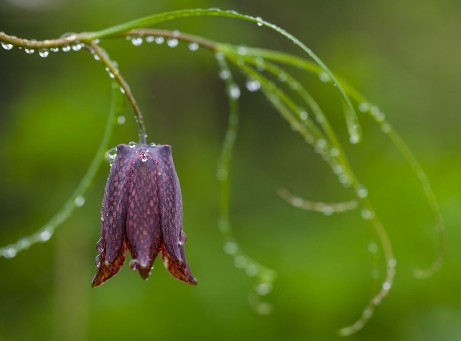 Рябчик biflora