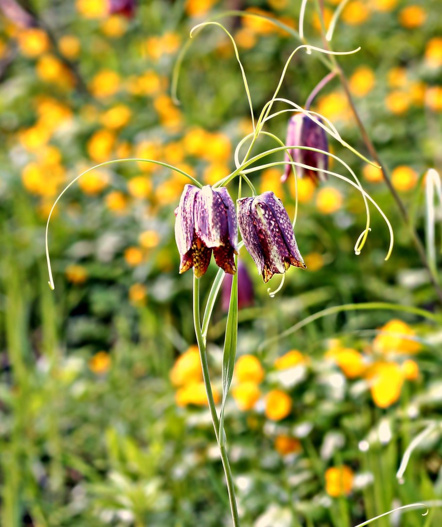 Рябчик Дагана