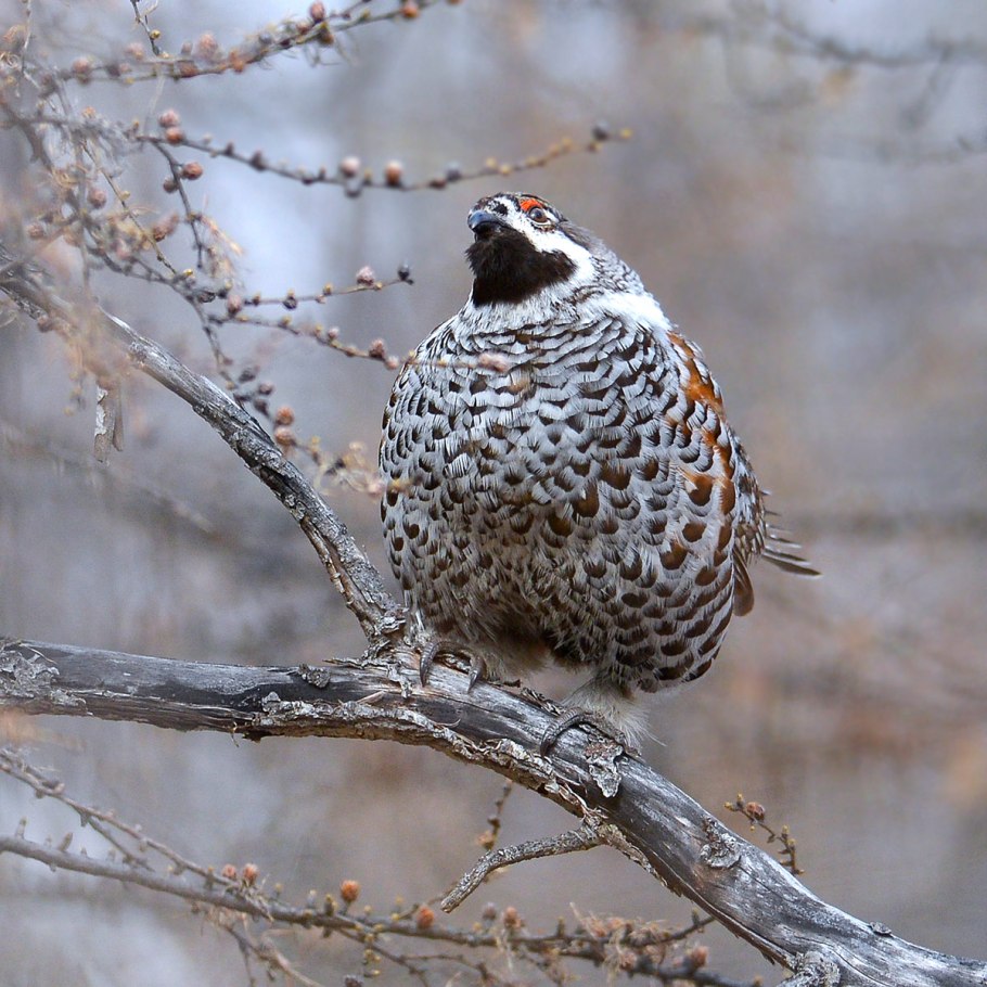 Рябчик фритиллярия