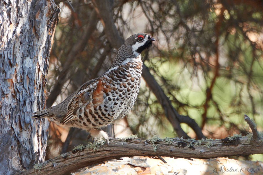 Рябчик уссурийский птица