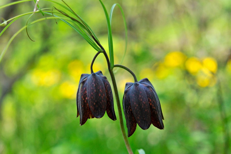 Рябчик Камчатский