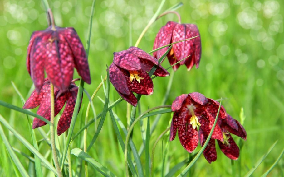 Fritillaria ussuriensis