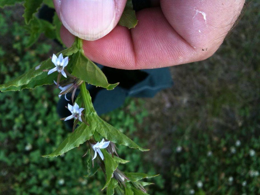 Лобелия инфлата