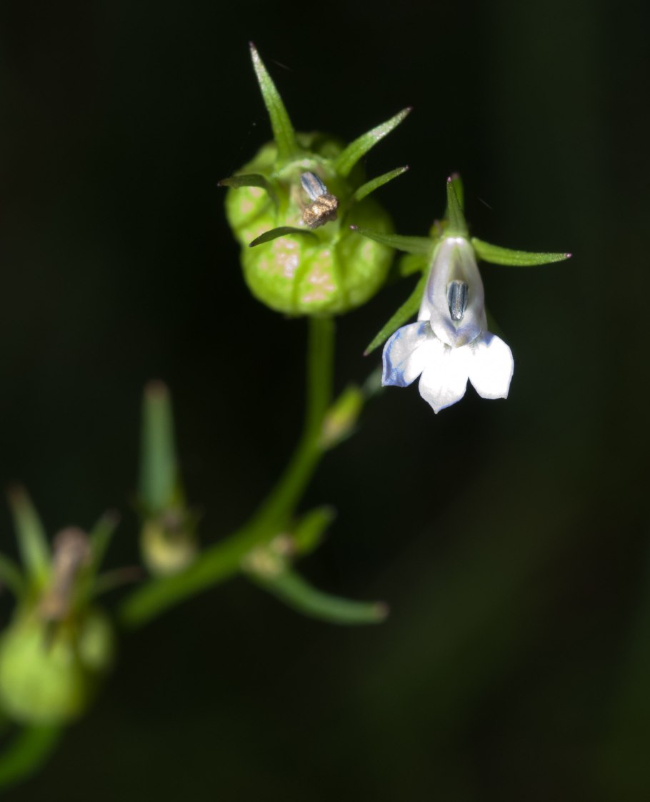 Лобелия Laguna Dark Blue