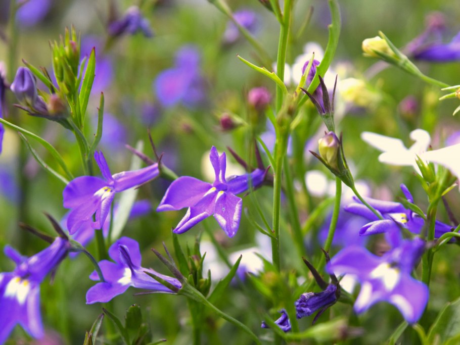 Лобелия макро