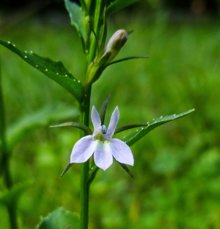 Лобелия одутлая