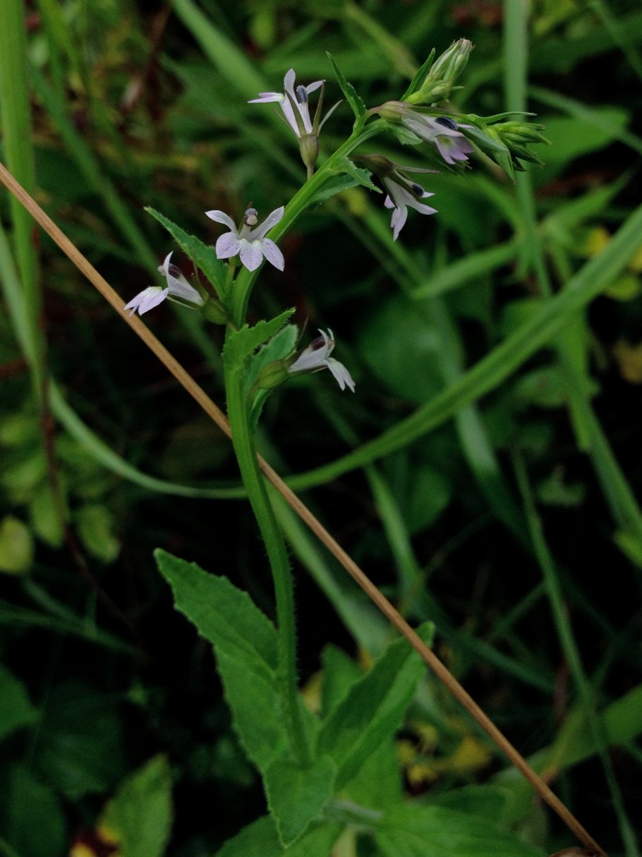 Lobelia inflata