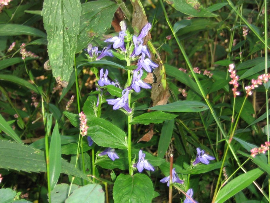 Лобелия одутлая