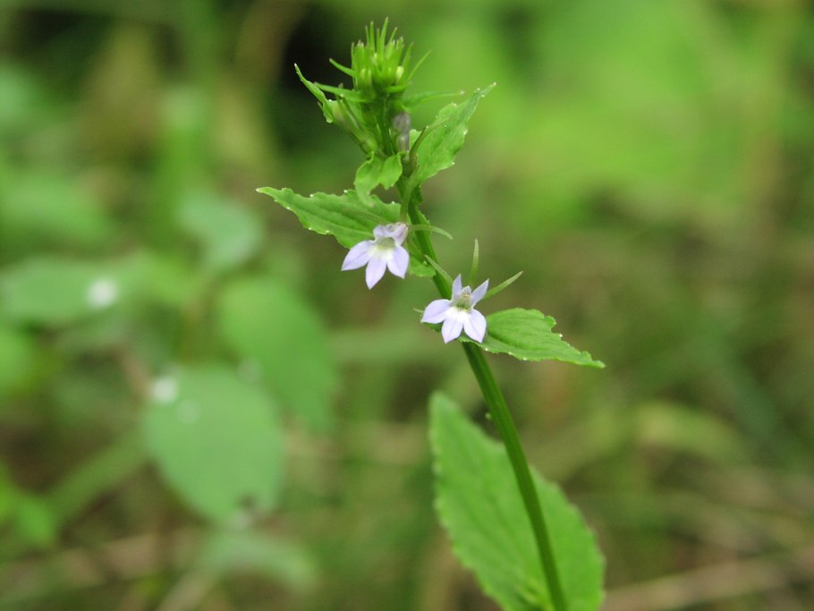 Лобелия Ривьера Блю айс