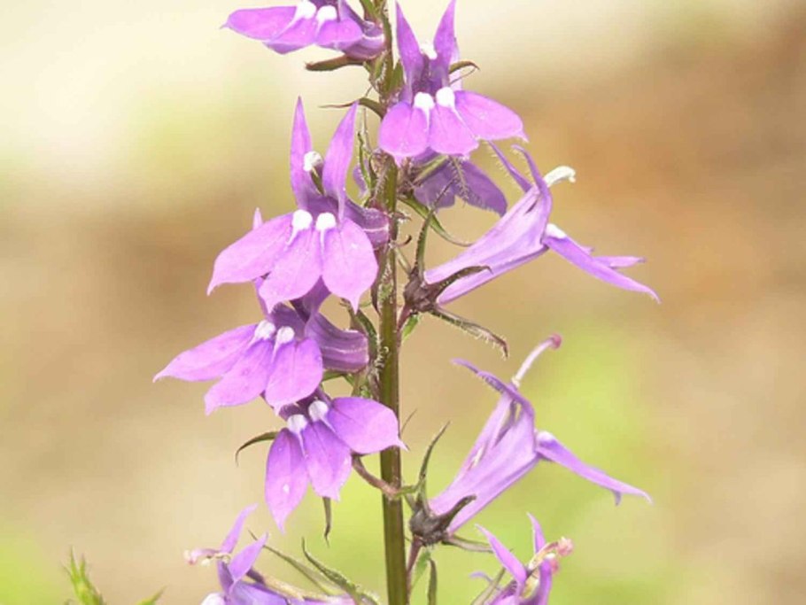 Лобелия одутлая