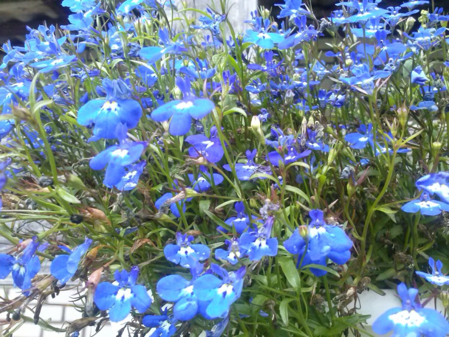 Лобелия erinus