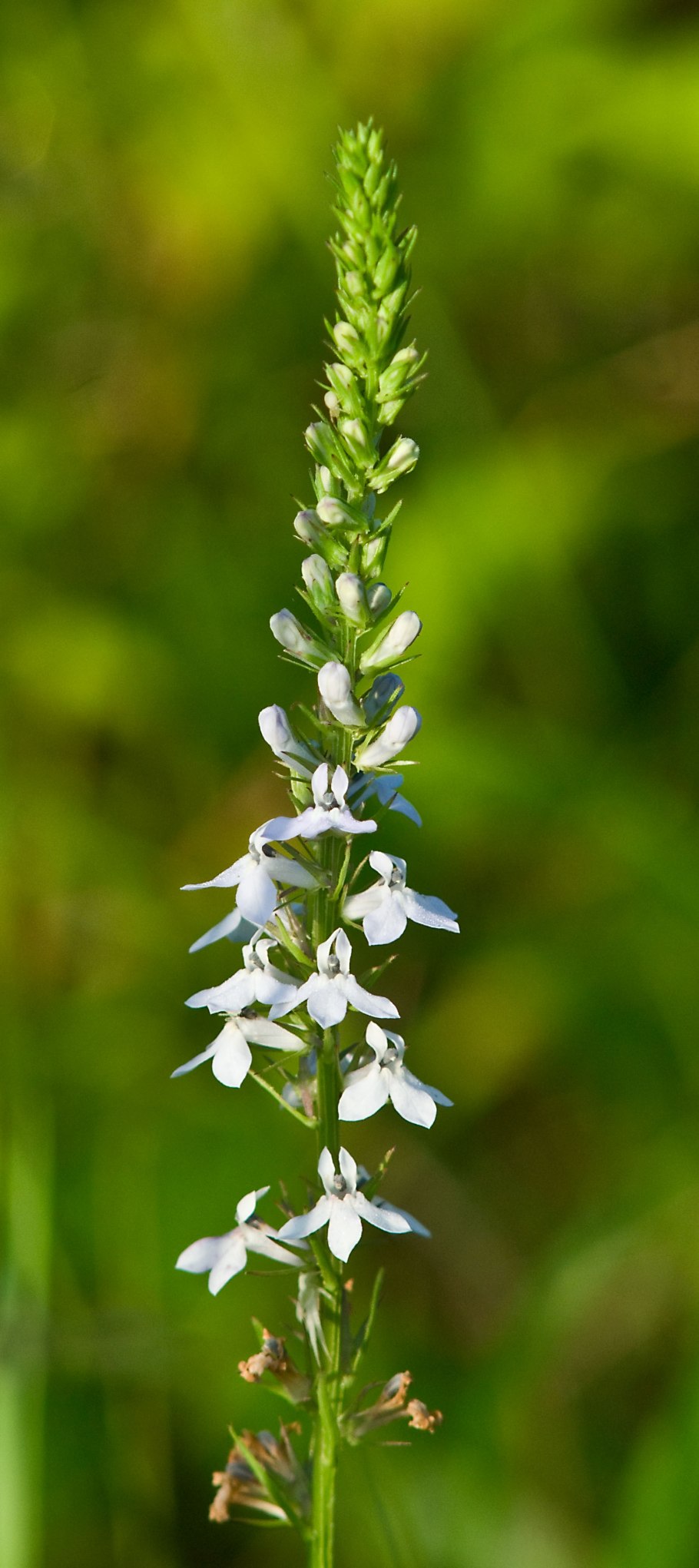 Лобелия Ниагара ампельная