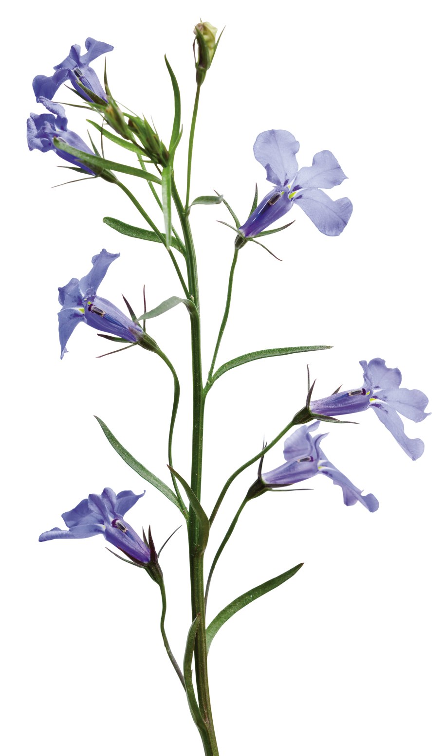 Лобелия инфлата