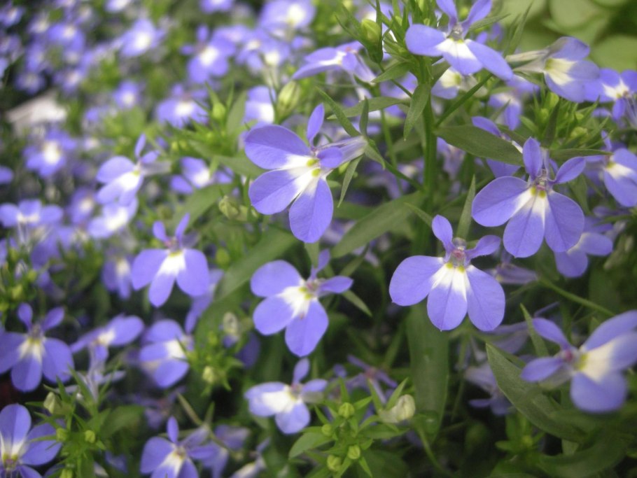 Лобелия шалунья