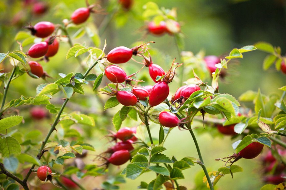 Шиповник Бриджеса ( Rosa bridgesii )