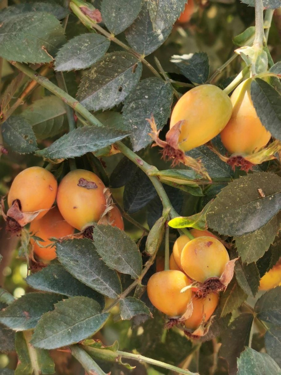 Шиповник беременная