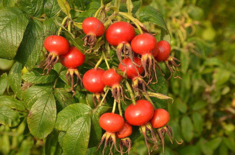 Шиповник на могиле