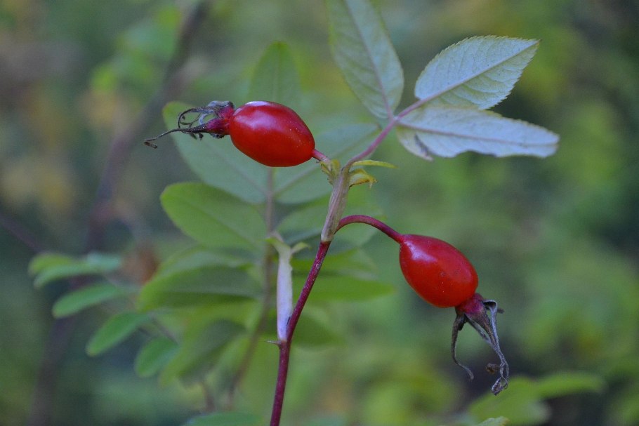 Шиповник Таежный