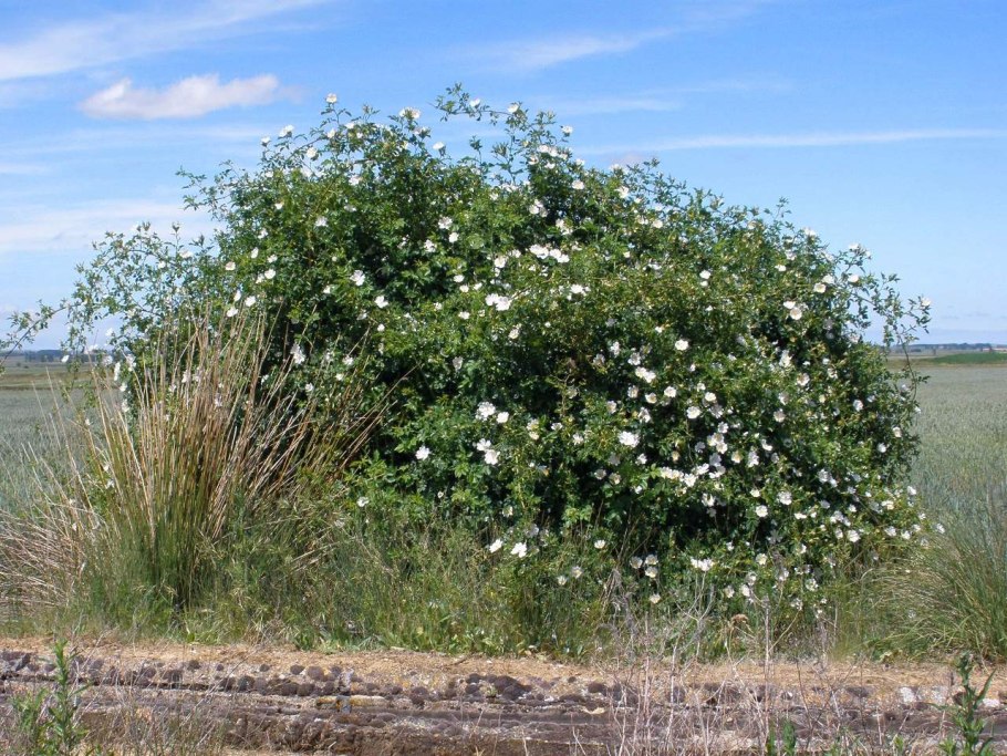 Шиповник Майский кустарник