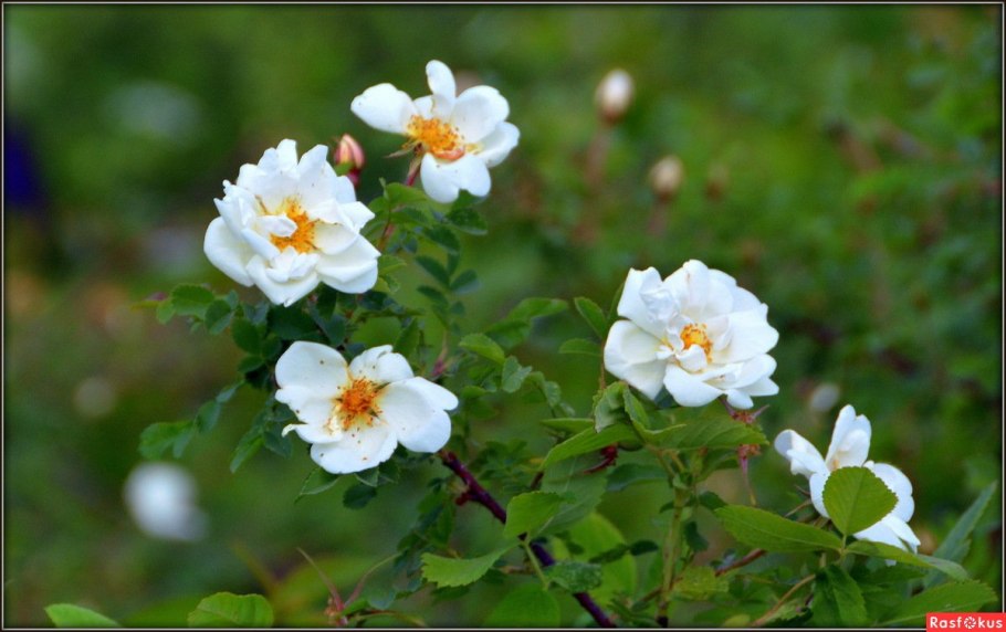 Шиповник цветы