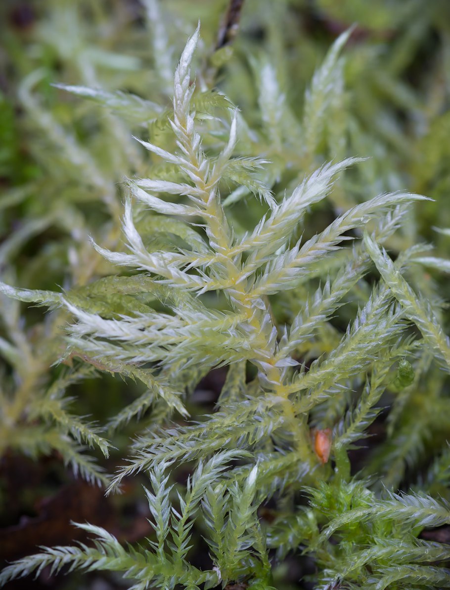 Брахитециум полевой