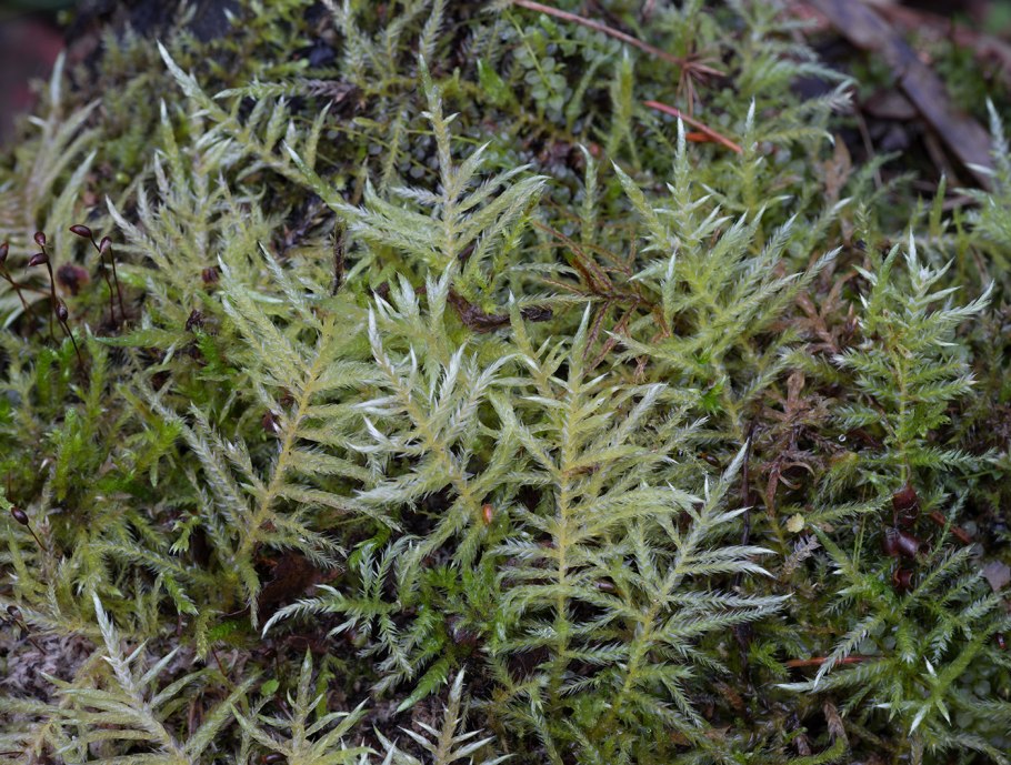 Мхи Brachythecium erythrorrhizon микроскопический рисунок