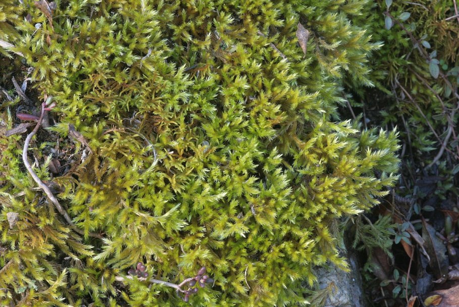 Cirriphyllum piliferum