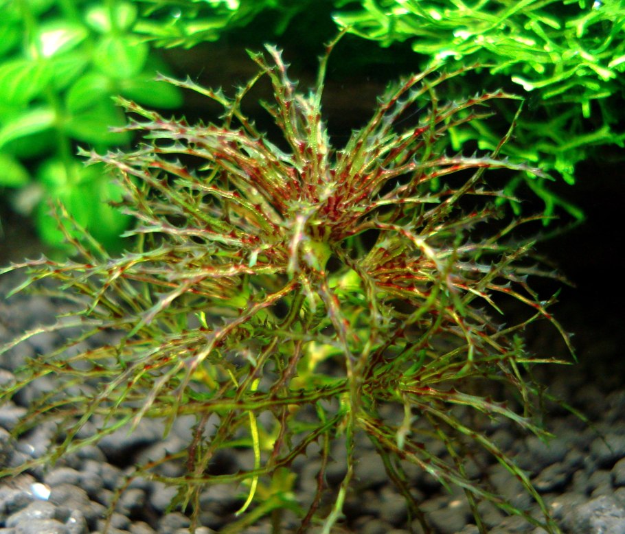 Земляной орех арахис