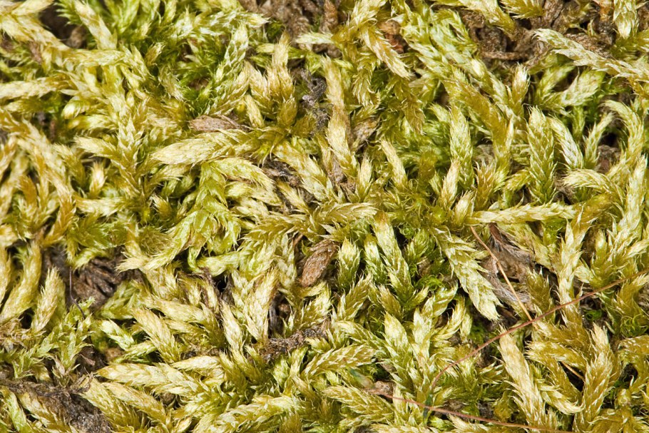 Brachythecium rutabulum