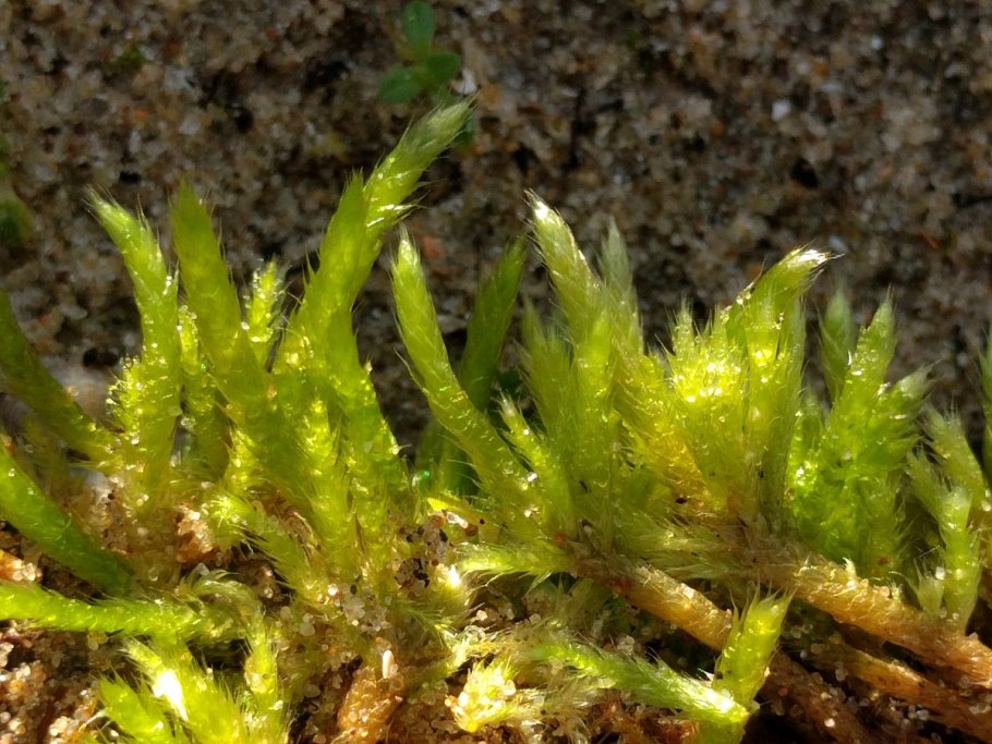 Brachythecium salebrosum