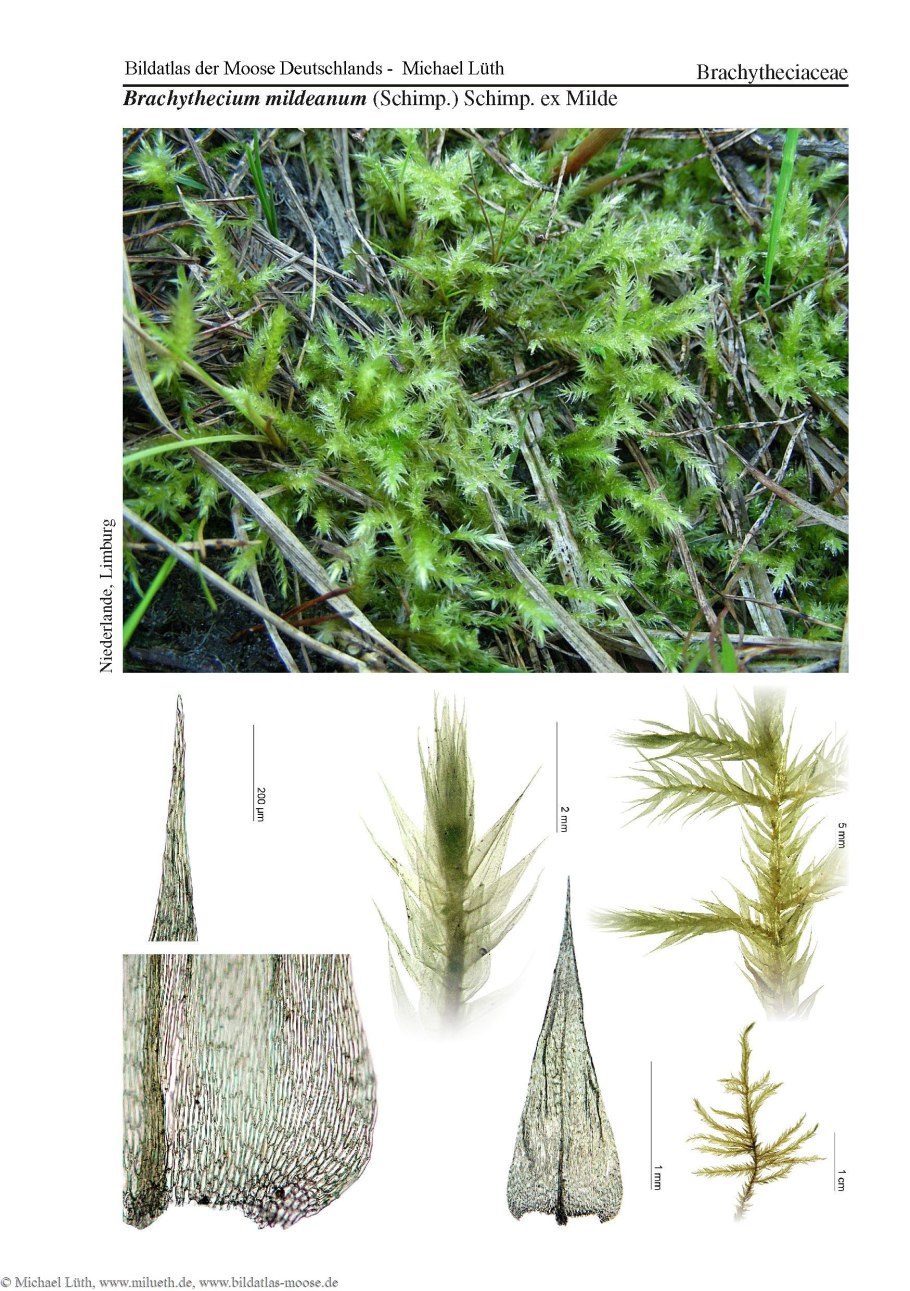 Западный болиголов дерево