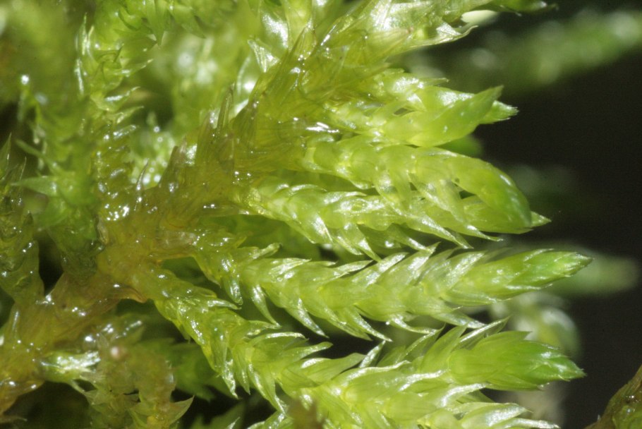 Brachythecium rivulare