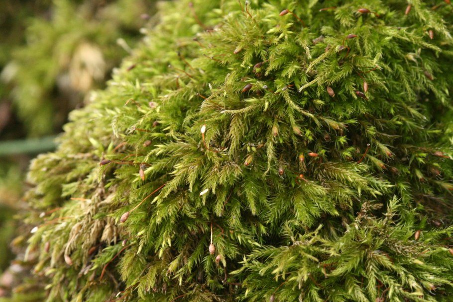 Brachythecium populeum