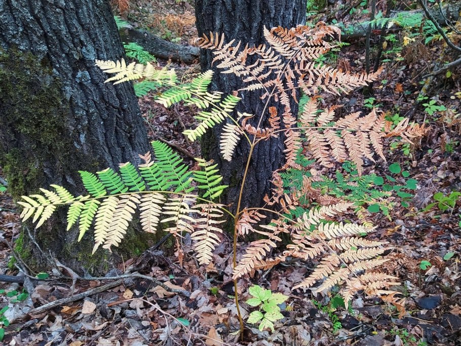 Лимонный растения папоротник