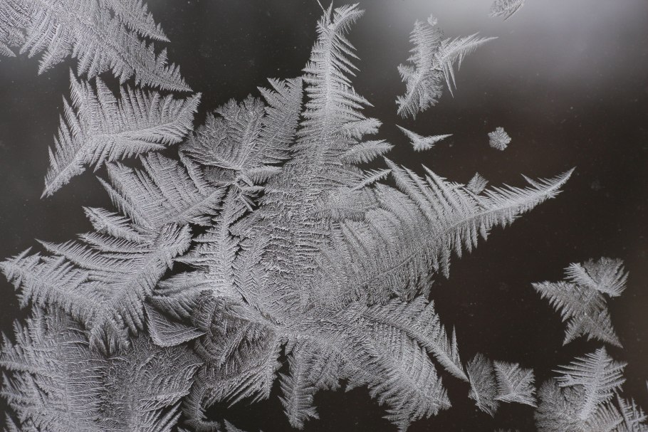 Папоротник Фризелла