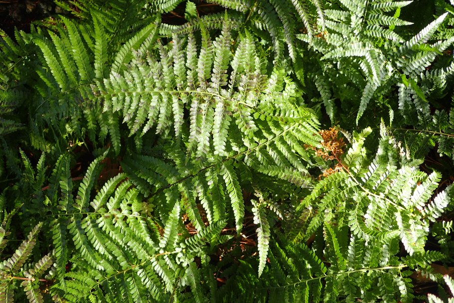 Паук папоротник