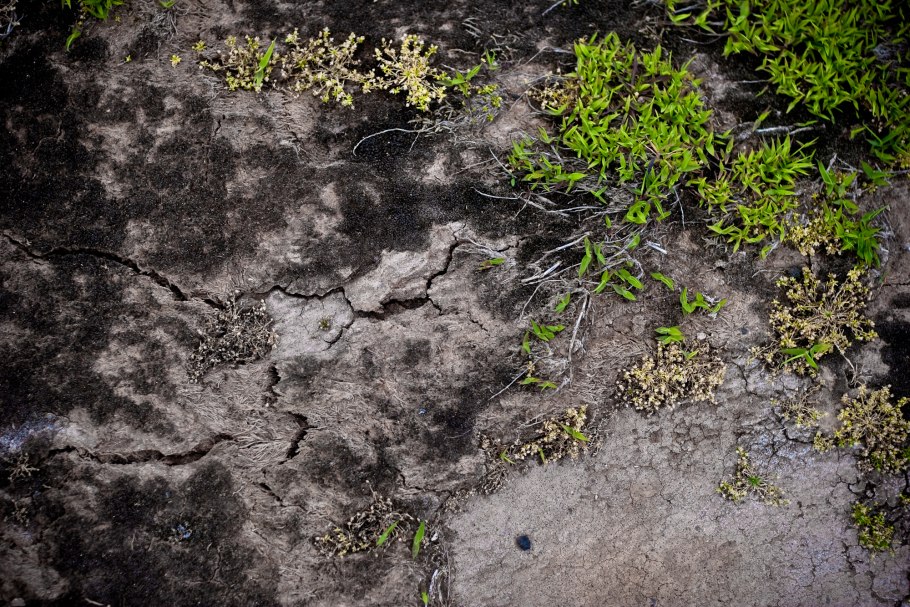 Каменистая почва с травой