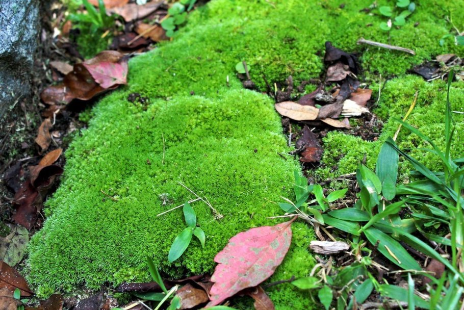 Сфагнум мульчирование растений