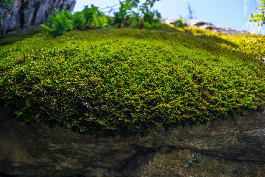 Почва из мха