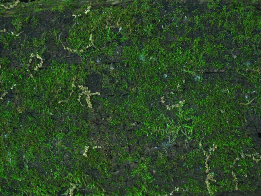 Этажчатый мох