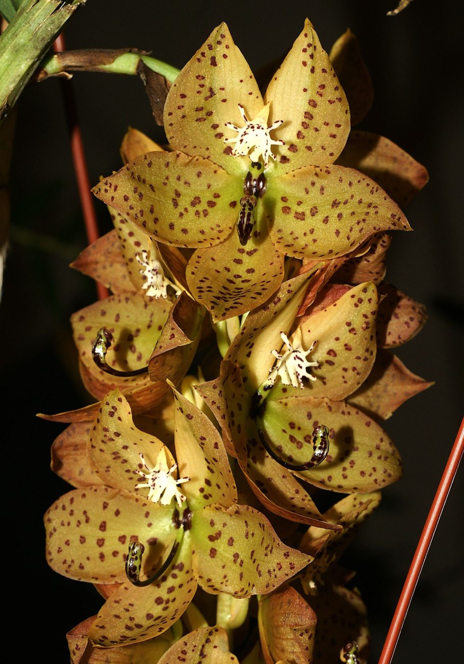 Cycnoches barthiorum