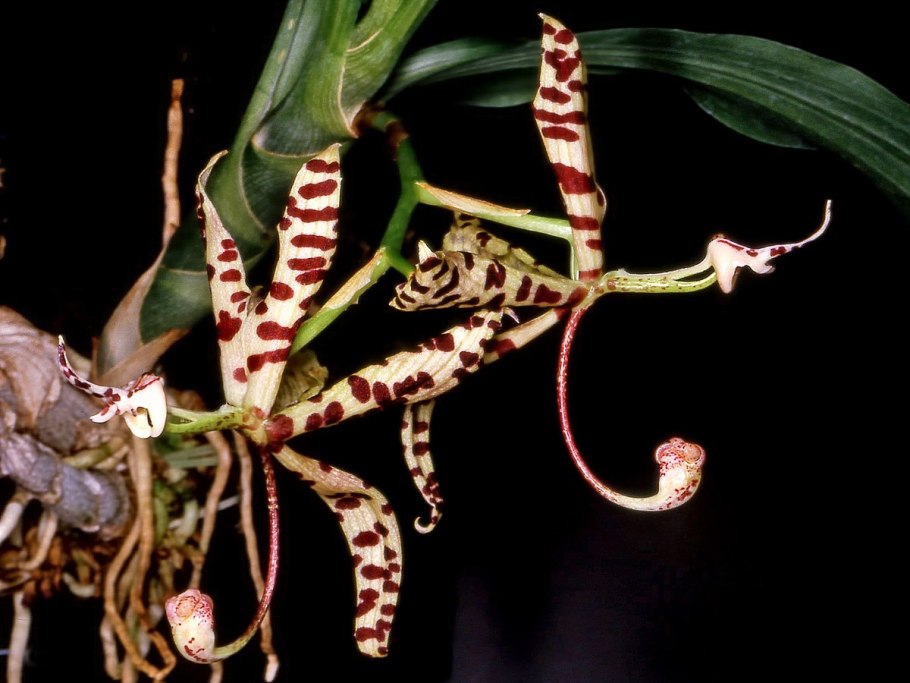 Cycnoches barthiorum