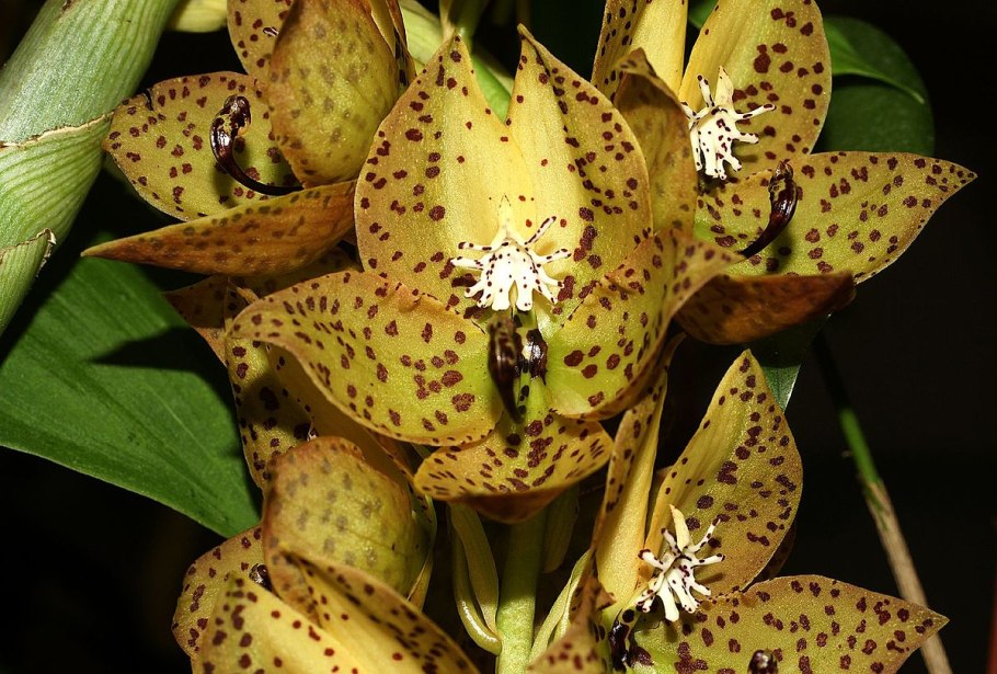 Орхидея Цикнохес