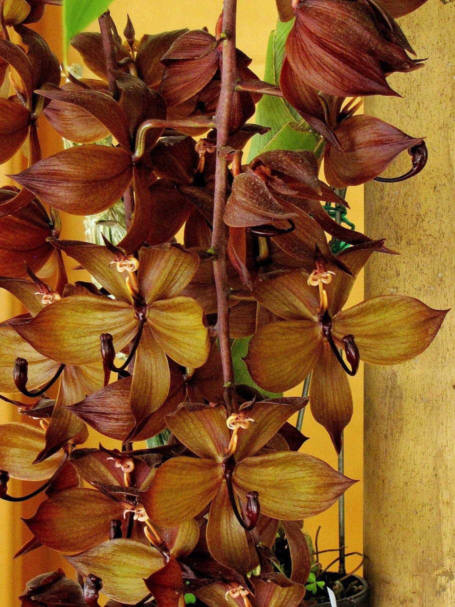 Цикнохес фото