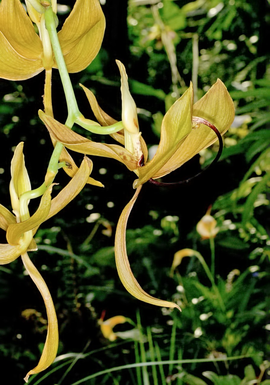 Cycnoches peruvianum