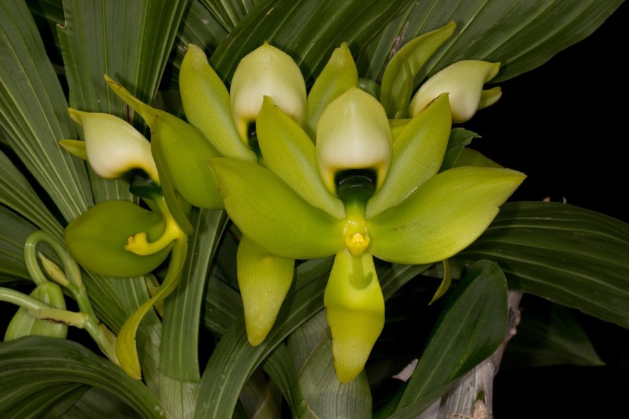 Cycnoches barthiorum Pink dove