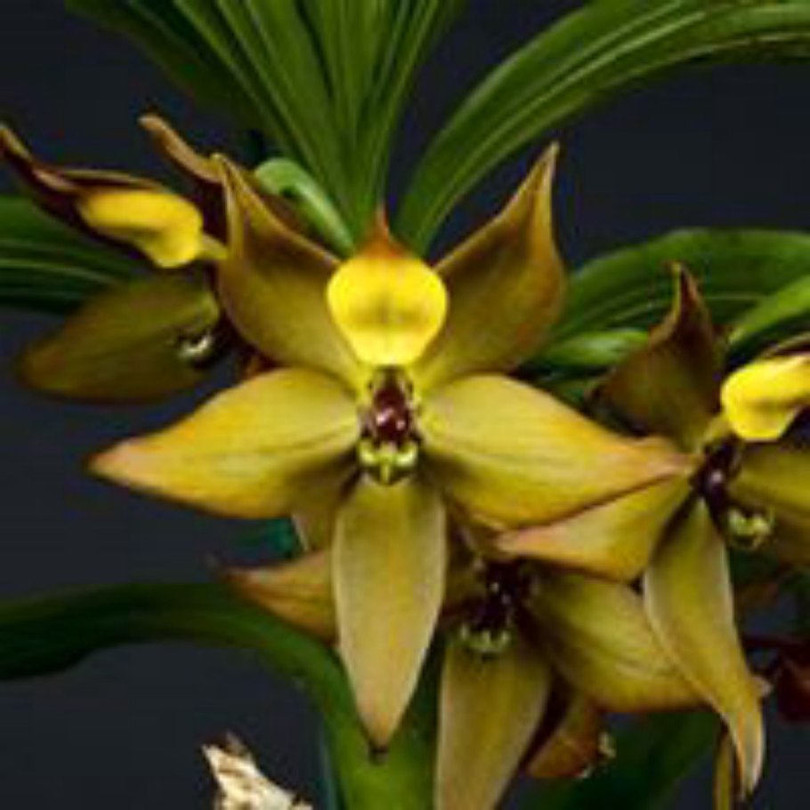 Cycnoches (cooperi x barthiorum)